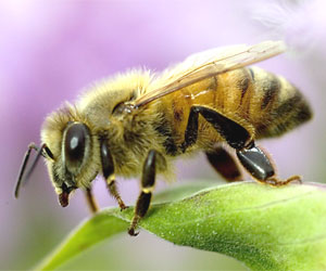 bee pollen